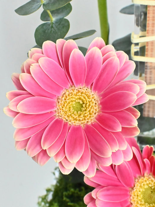 Germini Cute Money Gift