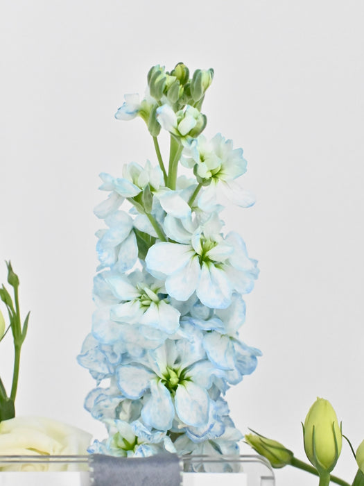 Elegant Blue Bliss