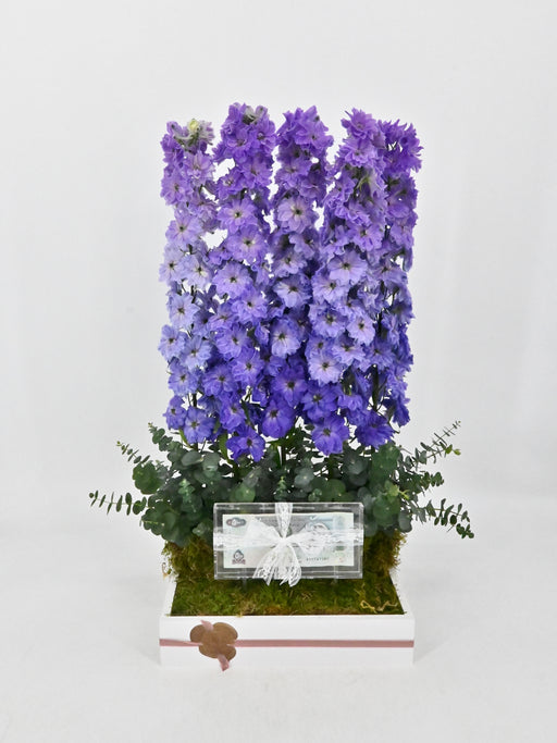 Delphy Money Arrangement