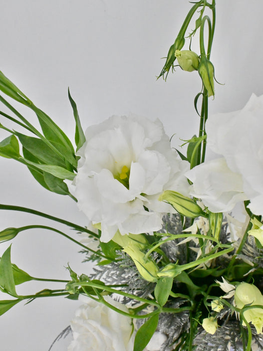 White Rosita