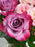 Avianna Blooms
