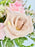 Elegant Blush