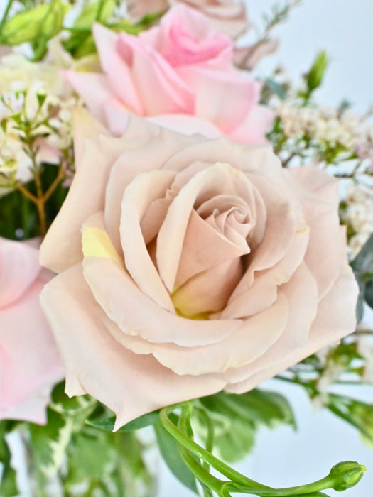 Elegant Blush