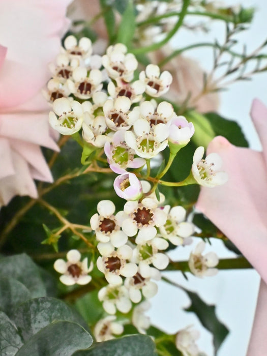 Elegant Blush