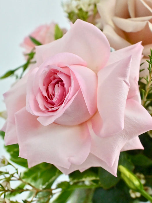 Elegant Blush