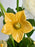 Avalanche Flower Garden with Money Box