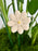 Avalanche Flower Garden with Money Box
