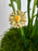Avalanche Flower Garden with Money Box