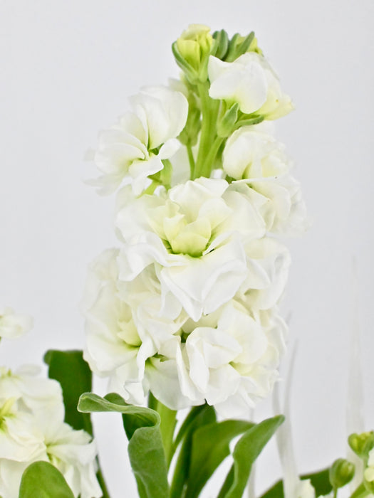 White Luxe