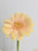 Avalanche Flower Garden with Money Box