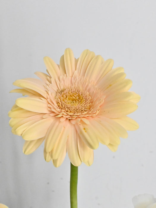 Avalanche Flower Garden with Money Box