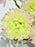 Julienne Money Garden