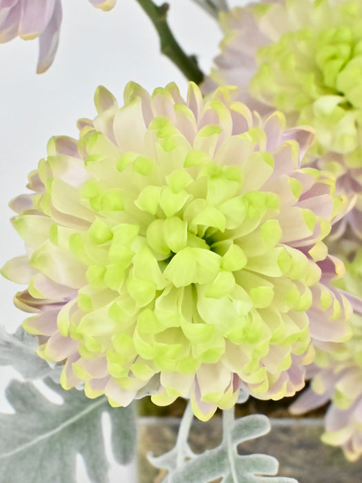 Julienne Money Garden
