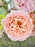 Julienne Money Garden