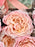Julietta Money Frame Arrangement