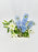 Lily Delphy Money Garden