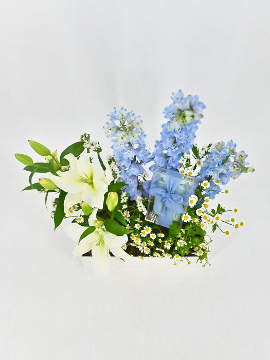 Lily Delphy Money Garden
