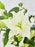 Lily Delphy Money Garden