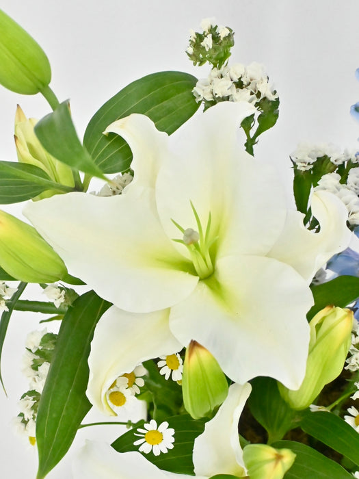 Lily Delphy Money Garden