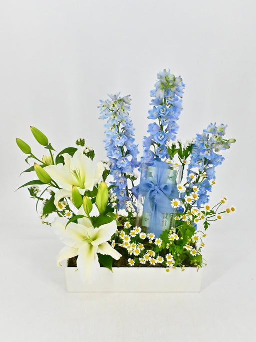 Lily Delphy Money Garden