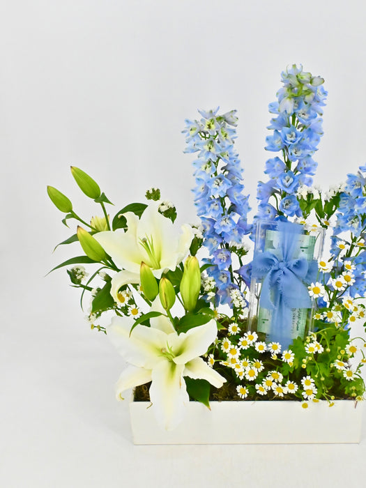 Lily Delphy Money Garden