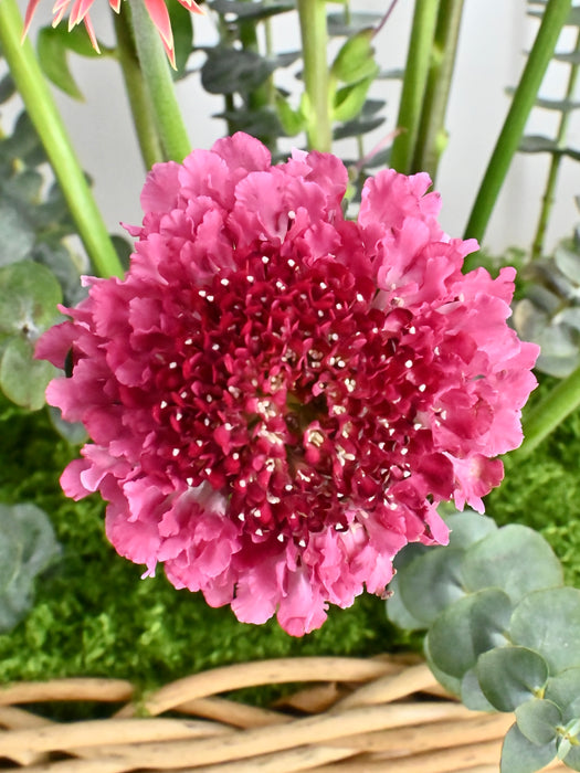 Crimson Cherry Glass House Garden