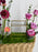 Crimson Cherry Glass House Garden