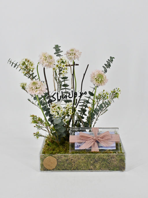 Scabiosa French Vanilla