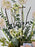 Scabiosa French Vanilla
