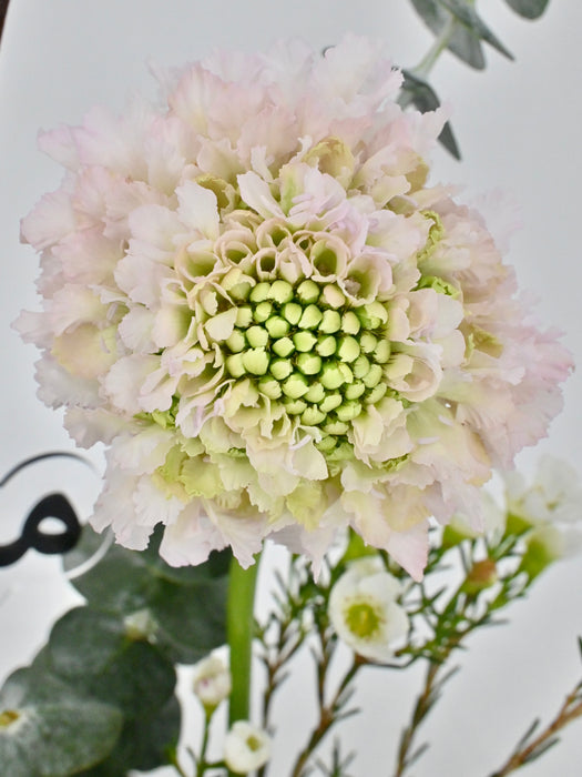 Scabiosa French Vanilla