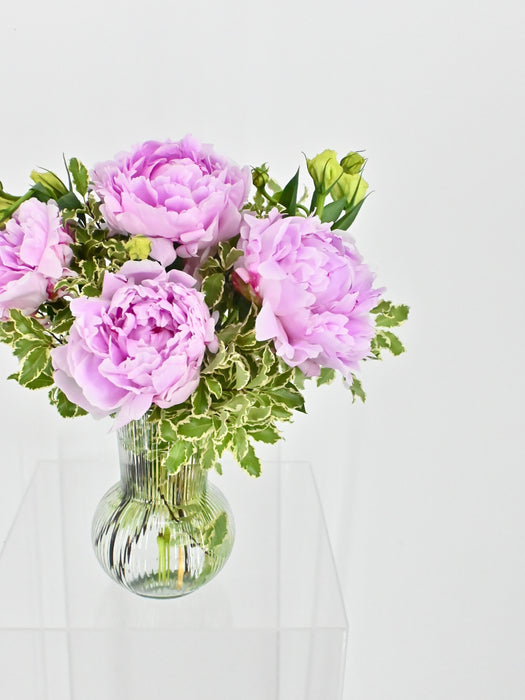 Lovely Peony