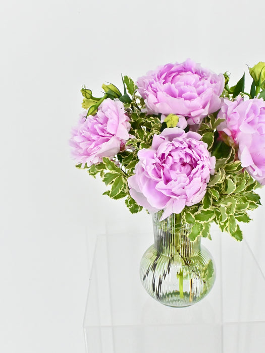 Lovely Peony