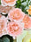 Sweet Peach Bouquet