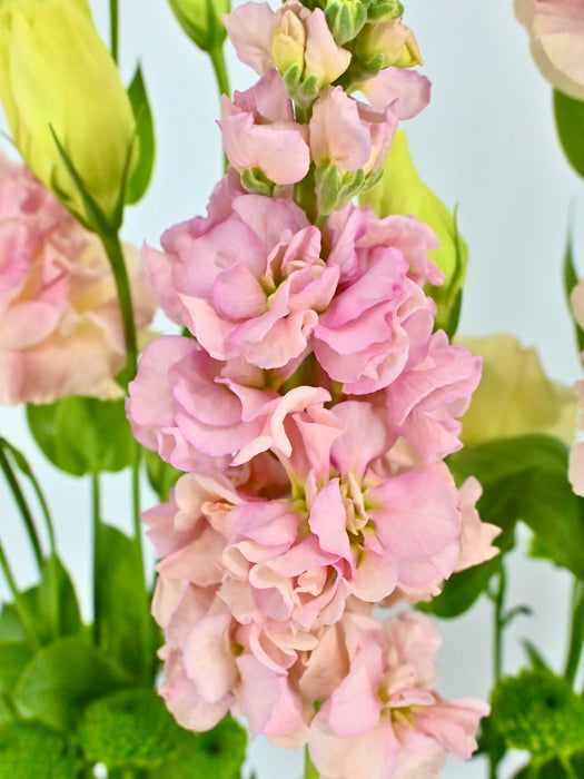 Garden Meadow Money Arrangement