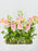 Garden Meadow Money Arrangement