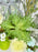 Brunia Money Garden