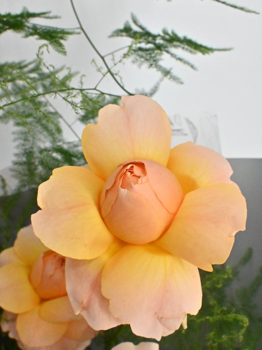 Enchanted Blush & Peach Bouquet