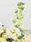White Lemon