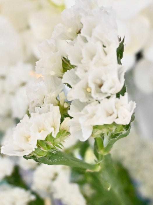 White Bouquet