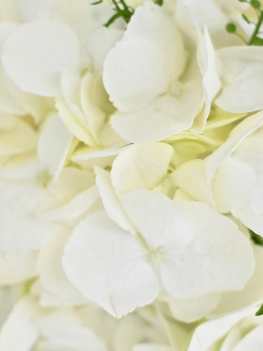 White Bouquet