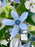 Oxy Blue Garden