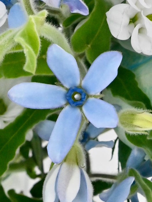 Oxy Blue Garden