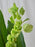 Floral Mix Arrangement