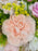 Novia Money Arrangement