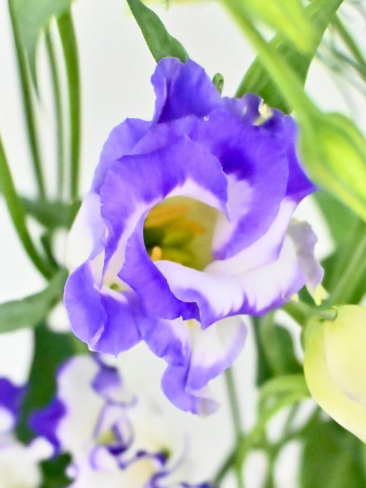 Eustoma Santi