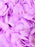 Purple Shades