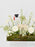 White Graduation Money Garden