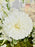 White Graduation Money Garden