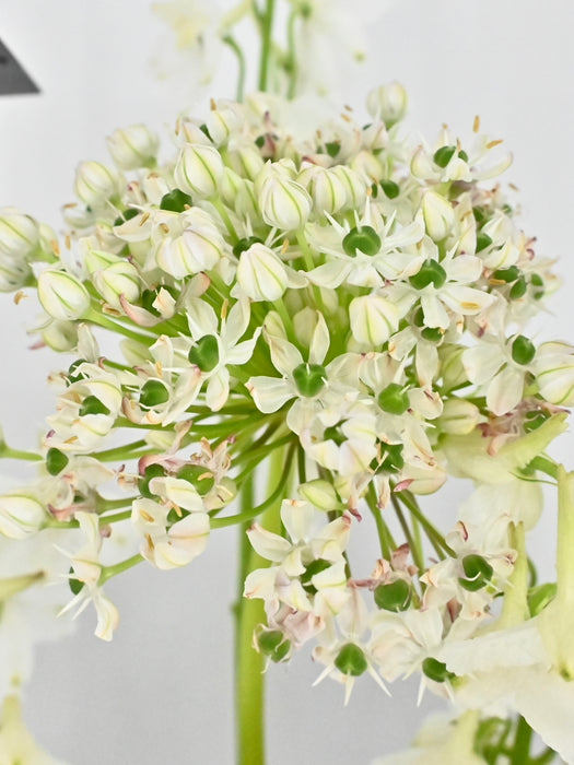 White Graduation Money Garden