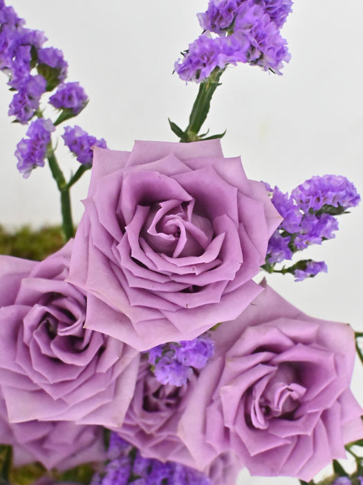 Purply
